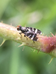 Herina frondescentiae