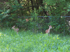 Odocoileus virginianus macrourus