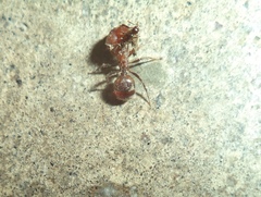 Pheidole