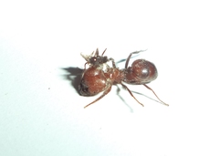 Pheidole