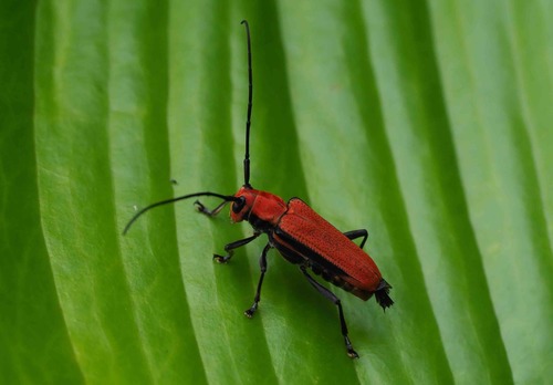 Glenea cardinalis