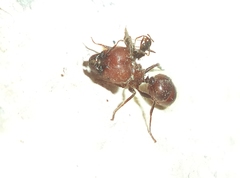 Pheidole