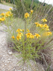 Dysodiopsis tagetoides