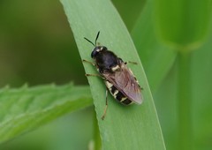 Stratiomys singularior