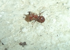 Pheidole