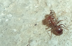 Pheidole