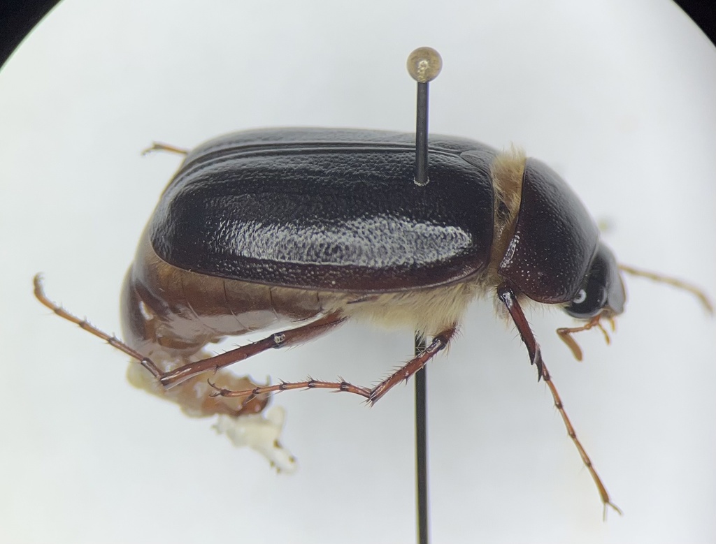Phyllophaga fervida