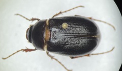 Phyllophaga fervida
