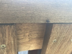 Lycorma delicatula