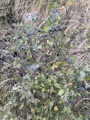 Solanum grandidentatum