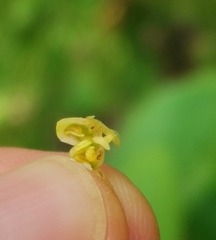 Contarinia viburnorum