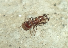 Pheidole