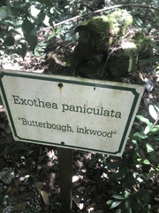 Exothea paniculata