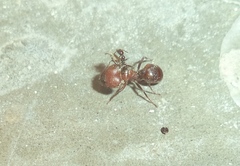 Pheidole