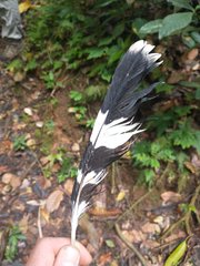 Buteogallus anthracinus