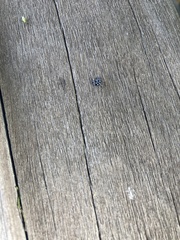 Lycorma delicatula