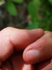 Contarinia viburnorum