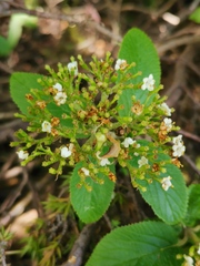 Contarinia viburnorum