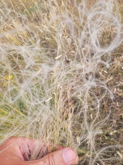Stipa lessingiana