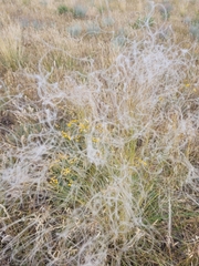 Stipa lessingiana