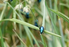 Chrysochus cobaltinus