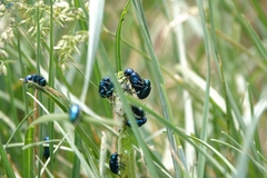 Chrysochus cobaltinus