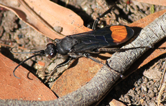 Calopompilus irritabilis