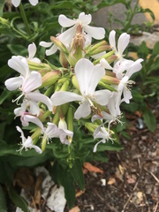 Saponaria