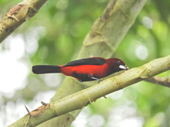 Ramphocelus dimidiatus