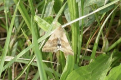 Heliothis adaucta