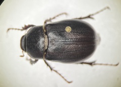 Phyllophaga crassissima