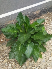 Pastinaca lucida