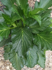 Pastinaca lucida