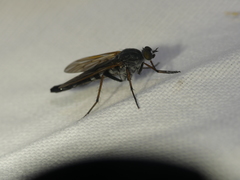 Pandivirilia