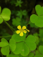 Oxalis grandis
