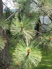 Pinus ponderosa