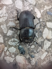 Dorcus parallelipipedus