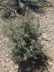 Symphoricarpos longiflorus