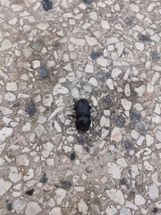 Dorcus parallelipipedus