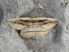 Menophra nycthemeraria