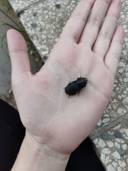 Dorcus parallelipipedus