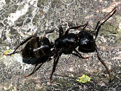Camponotus pennsylvanicus