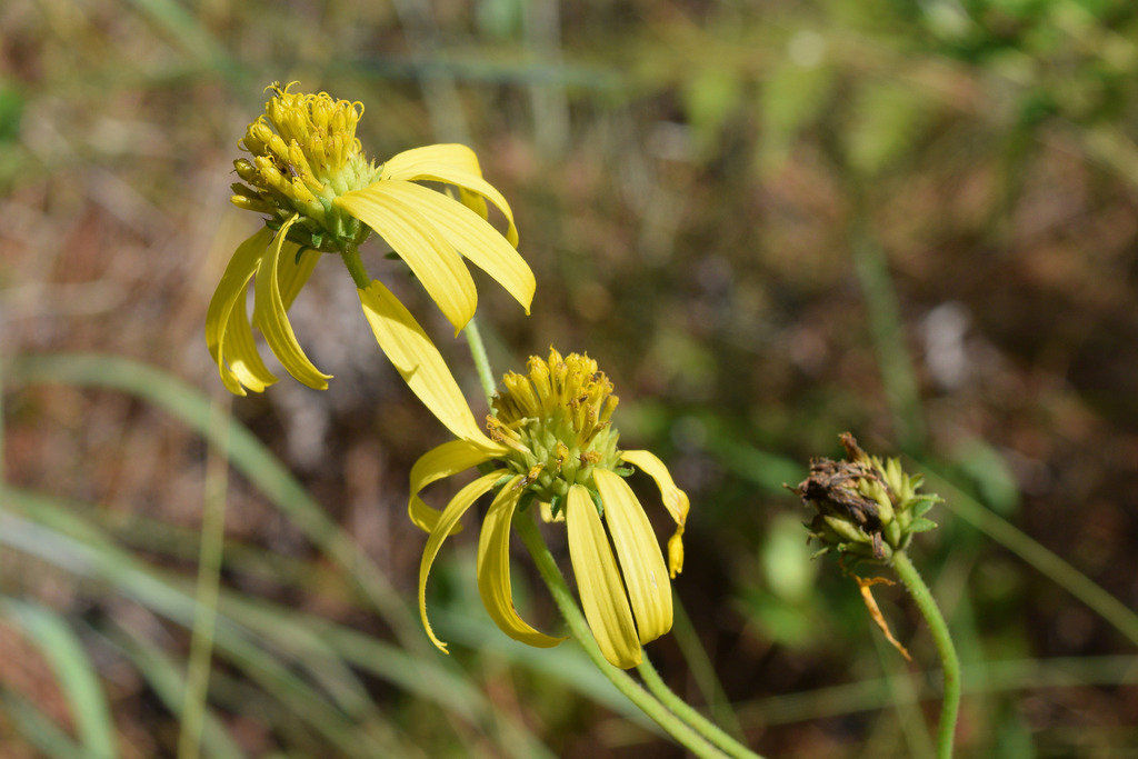 Diverseleaf Crownbeard