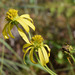 Verbesina heterophylla - Photo (c) Adam Arendell, algunos derechos reservados (CC BY-NC), uploaded by Adam Arendell