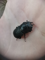 Dorcus parallelipipedus