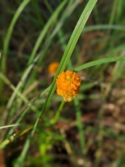 Polygala lutea