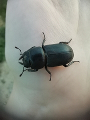 Dorcus parallelipipedus