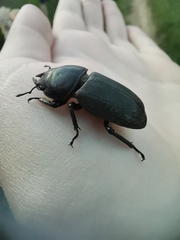 Dorcus parallelipipedus