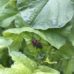 Cantharis fusca