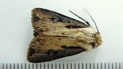 Agrotis volubilis